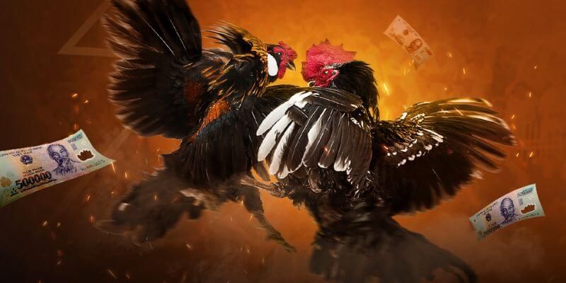 Đá gà trực tiếp thomo là gì?